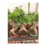 Çiçek Barınağı Bonsai – Canlı Saksılı Minyatür Ağacı 20-30cm (İç Mekâna Uygun / Estetik ve Anlamlı Bitki)
