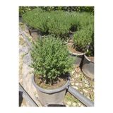 Çiçek Barınağı Kekik Bitkisi – Canlı Saksılı Aromatik Fide 10-20cm (Yenilebilir / Baharatlık / Balkon İçin Uygun)