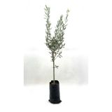 Çiçek Butiq Zeytin Fidanı (gemlik Sofralık Zeytin) 2 Yaş (70-90 Cm)