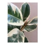 ÇİÇEK EVRENİ Alacalı Kauçuk - Ficus Elastica 60-100 Cm Tek Dal Siyah Saksı, Iç Mekan Bitkisi, Çiçek Evreni