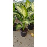 ÇİÇEK EVRENİ Difenbahya Bitkisi (DİEFFENBACHİA TROPİC SNOW) Ağlayan Çiçek 60-80cm, Çiçek Evreni, Salon Bitkisi