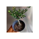 Çiçek Seç Al Delice Zeytin Bonsai Adayı 11 - Zeytin Ağacı