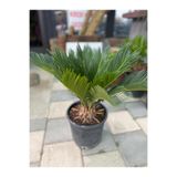 Çiçek Sikas Japon Palmiyesi ( Cycas Revoluta)