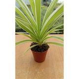 Çiçekçilik Chlorophytum Comosum Variegatum (Kurdele Çiçeği) 5,5 cm Saksı, Iç Mekan Bitkisi