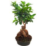 cicekevinde Ficus Gingseng Bonsai Ağacı Saksı Çapı Boyu 20-30 Cm