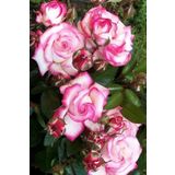 ÇİÇEKFLİX 1 Adet Özel Pembe Gül Fidesi Fidani Açık Kök 35-40cm
