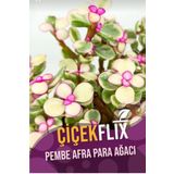ÇİÇEKFLİX Alacalı aftra bonsai ağacı renk değiştiren cins 5.5cm mini boy