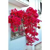 ÇİÇEKFLİX Aşılı gül begonvil fidesi kırmızı 20-24cm /şuan çiçeksizdir