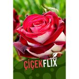 ÇİÇEKFLİX çift renk kırmızı kokulu yediveren gül fidani 1 adet açık kök 22,26cm