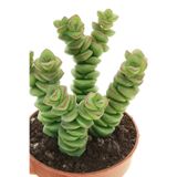 ÇİÇEKFLİX Crassula Marnieriana Kaktüs Sukulent 5,5 cm Saksıda