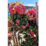 ÇİÇEKFLİX Dış mekanda bakılan dayanıklı cins pembe euphorbia taç çiçeği minik 16.17cm