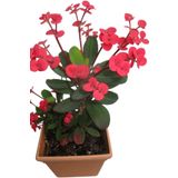 ÇİÇEKFLİX eubhorbia iç mekan dikenler tacı prenses pembe mini boy yavru 8.5cm /şuan çiceksizdir