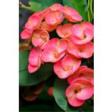 ÇİÇEKFLİX Eubhorbia Pink ( en dayanıklı çiçek ) 15cm mini boy /şuan çiçeksizdir taç çiçeği