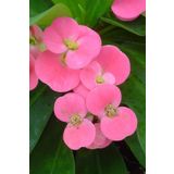 ÇİÇEKFLİX Eubhorbia şeker pembe taç çiçeği ( en dayanıklı çiçek ) 15cm mini boy /şuan çiçeksizdir