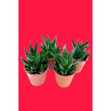 ÇİÇEKFLİX Haworthia Limifolia Nadir Tür 1. Kalite Sukulent Kaktüs Kaktus