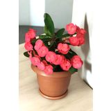 ÇİÇEKFLİX İç mekan bitkisi ev ve balkonda bakılır cins pembe euphorbia taç çiçeği minik 16.17cm