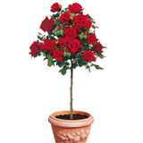 ÇİÇEKFLİX İç mekan bitkisi ve kırmızı balkonda bakılan kokulu katmerli 17cm açık kök