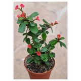 ÇİÇEKFLİX Koyu Kırmızı Dikenler Tacı Euphorbia Milli 15-20cm