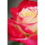 ÇİÇEKFLİX kraliçee çiçeği 1 adet gül fidani fidesi açik kök 30-40cm