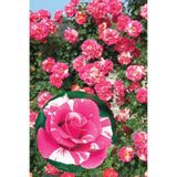 ÇİÇEKFLİX Sihirbaz pembe sarmaşık gül fidanı fidesi açık kök 30-35cm