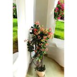 ÇİÇEKFLİX TAÇ ÇİÇEĞİ PEMBE AŞILI BÜYÜYEN CİNS BAHÇE VE BALKON ÇİÇEĞİ MİNİK 15*16CM