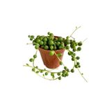 ÇİÇEKFLİX Tespih Çiçeği Inci Tanesi Senecio 5.5cm Mini Boy
