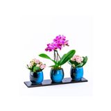 ÇiçekGaraj Trio Barrel Serisi Mini Orkide ve Kalanchoe