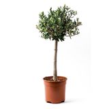 ÇiçekGarajBahçe Tijli Zeytin Ağacı Büyük Boy Bonsai