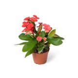 cicekgonder Euphorbia Milii Dikenler Tacı Çiçekli Kaktüs 20 Cm