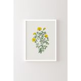 Çiçekler - Beyaz Çerçeve, Beyaz, 50 x 70, 3646362356654