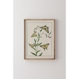 Çiçekler Üzerinde Dört Kelebek - Ahşap Desenli Çerçeve, Ceviz, 50 x 70