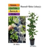Çiçekli Kartopu/Bahçe Şakayığı + Kokulu Hanımeli Çiçeği Fidanı 2'li Bahçe Peyzaj Seti, BTS0001NA2304