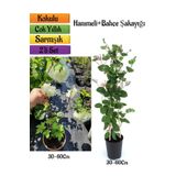 Çiçekli Kartopu/Bahçe Şakayığı + Kokulu Hanımeli Çiçeği Fidanı 2'li Bahçe Peyzaj Seti, SRD04022025BYB435