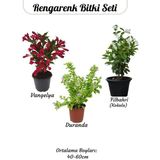 Çiçekli Ürün Kombini – Filbahri, Katmerli Ful ve Duranta-Duranda (Mor Ağaç Menekşesi)