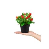 Çiçekmisin 3’lü Set Siyah Mini Plastik Saksıda Yapay Kokina, Aloe Vera Ve Nar Çiçeği