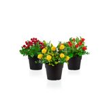 Çiçekmisin 3’lü Set Siyah Mini Plastik Saksıda Yapay Kokina, Limon Ve Nar Çiçeği