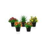 Çiçekmisin 5’li Set Siyah Mini Plastik Saksıda Yapay Kokina, Aloe Vera, Limon, Mandalina ve Nar Çiçeği