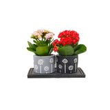 çiçekseli 2'li Kalanchoe Papatya Baskılı Saksıda & Hediye Çiçek & Kalanşo & Canlı Ev Salon Ofis Bitkisi