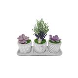 çiçekseli 3'lü Trio Lavanta Ve Sukulent Flora Set& Beton Saksı Canlı Çiçek Hediye &iç Mekan Bitkileri 15-20 Cm