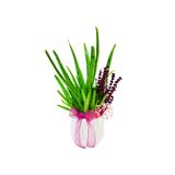 çiçekseli Aloe Vera ve Lavanta & Beyaz Beton Saksıda Sukulent Canlı Bitki Saksı Çiçekleri Hediye Aranjman