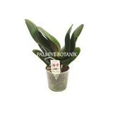 Çiçeksiz Orkide Fidesi (12 cm Saksıda)