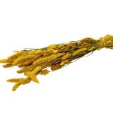Cici Kuru Çiçek Kurutulmuş Seterya Demeti Sarı