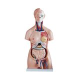 Çift Cinsiyetli Insan Anatomi Maketi - Torso Modeli - 85cm, 40 Parçalı