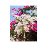 Çift Renkli Pembe Beyaz Begonvil 40 60 Cm 1 Adet Tüplü Iç/ Dış Mekan Bitki Bougainvillea