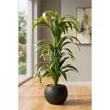 Cihan Çiçekçilik Küre Saksılı Yapay 150 cm Dracaena Fragrans Ağacı - Siyah