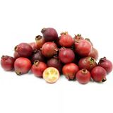 Çilek Guavası Fidanı 6 Yaş 1 Mt Üzeri