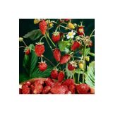 Çilek Tohumu Strawberry 500 Tohum 1 Adet