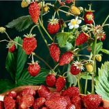 Çilek Tohumu Strawberry 500 Tohum 2 Adet