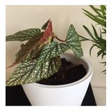 Çilli Begonya (Begonia Maculata)