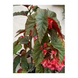 Çilli Begonya Çiçeği Fidesi Fidanı 10-20 cm